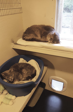 Cat cottage room with cats curled up on shelf and in cat bed.