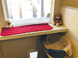 Cat cottage room with bed.