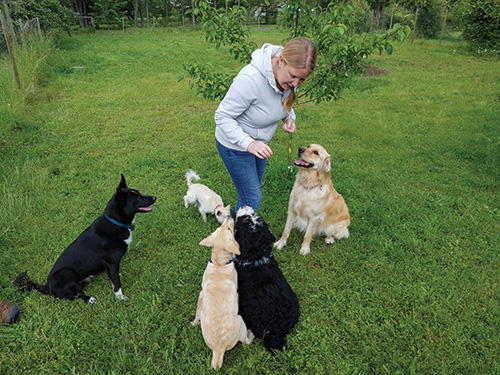 Group of dogs being trained.