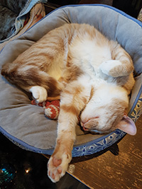 Cat stretching in bed.